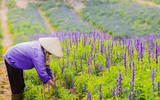 Cánh đồng hoa ngoại tím biếc giữa lòng Hà Nội